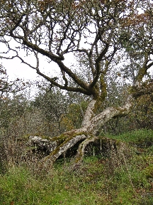A tree, or an Entling?